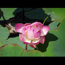 Lotosblüte